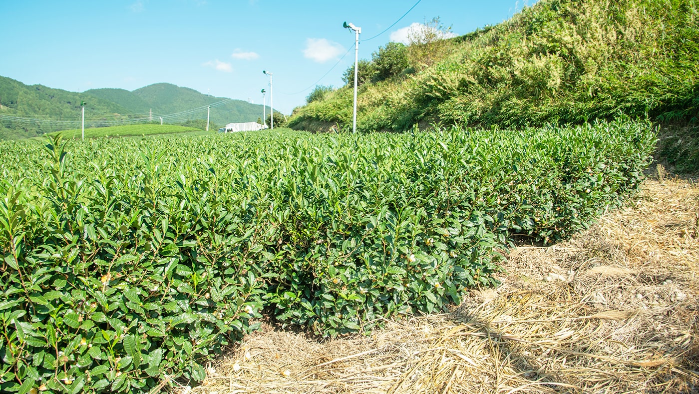 茶草場農法