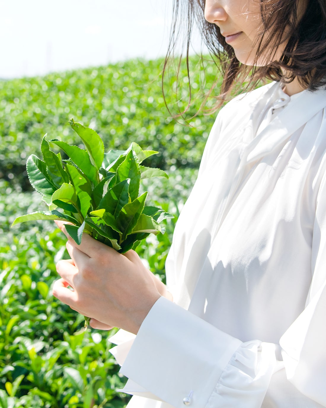 抹茶とマインドフルネス